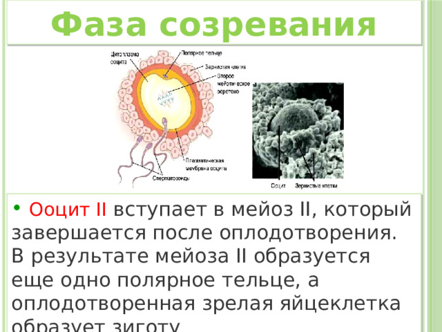 Фаза созревания  Ооцит II  вступает в мейоз II, который завершается после оплодотворения. В результате мейоза II образуется еще одно полярное тельце, а оплодотворенная зрелая яйцеклетка образует зиготу  