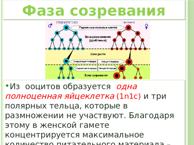 Фаза созревания Из ооцитов образуется одна  полноценная яйцеклетка (1n1c)  и три полярных тельца, которые в размножении не участвуют. Благодаря этому в женской гамете концентрируется максимальное количество питательного материала – желтка  