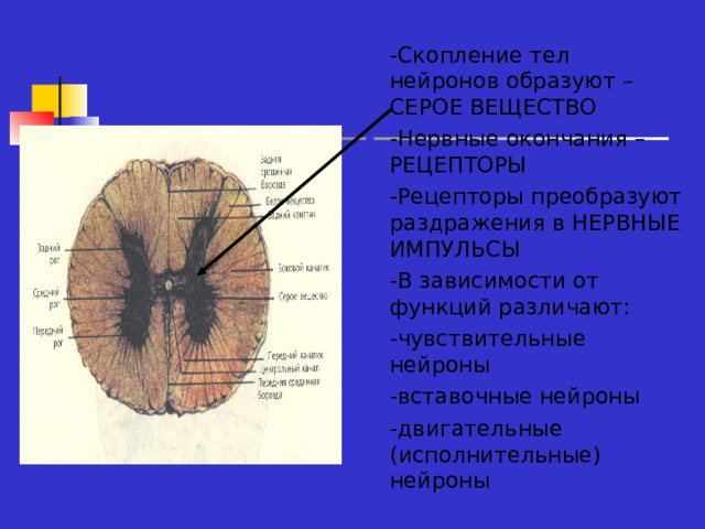 -Скопление тел нейронов образуют – СЕРОЕ ВЕЩЕСТВО -Нервные окончания – РЕЦЕПТОРЫ -Рецепторы преобразуют раздражения в НЕРВНЫЕ ИМПУЛЬСЫ -В зависимости от функций различают: -чувствительные нейроны -вставочные нейроны -двигательные (исполнительные) нейроны  