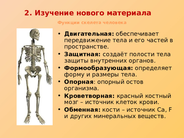 2. Изучение нового материала   Функции скелета человека Двигательная: обеспечивает передвижение тела и его частей в пространстве. Защитная: создаёт полости тела защиты внутренних органов. Формообразующая: определяет форму и размеры тела. Опорная : опорный остов организма. Кроветворная: красный костный мозг – источник клеток крови. Обменная: кости – источник Ca, F и других минеральных веществ. 