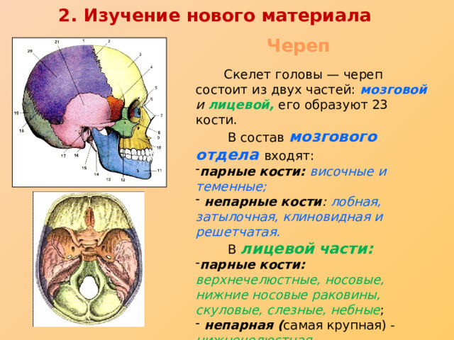 2. Изучение нового материала Череп  Скелет головы — череп состоит из двух частей: мозговой  и  лицевой,  его образуют 23 кости.  В состав мозгового  отдела входят: парные кости: височные и теменные;  непарные кости : лобная, затылочная, клиновидная и решетчатая.  В  лицевой  части: парные кости: верхнечелюстные, носовые, нижние носовые раковины, скуловые, слезные, небные ;  непарная ( самая крупная) - нижнечелюстная . 