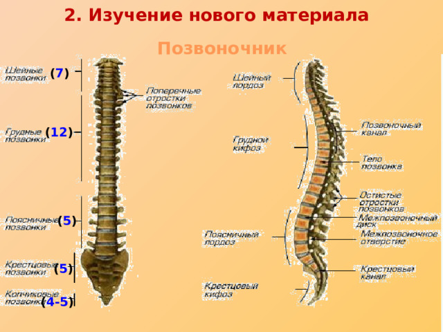 2. Изучение нового материала Позвоночник ( 7 ) ( 12 ) ( 5 ) ( 5 ) ( 4-5 ) 