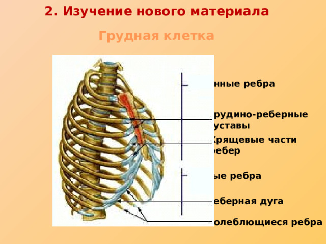 2. Изучение нового материала Грудная клетка Истинные ребра Грудино-реберные суставы Хрящевые части ребер Ложные ребра Реберная дуга Колеблющиеся ребра 