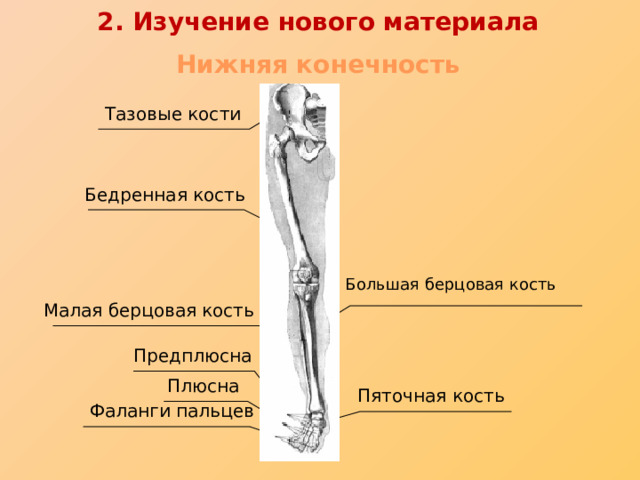 2. Изучение нового материала Нижняя конечность Тазовые кости Бедренная кость Большая берцовая кость Малая берцовая кость Предплюсна Плюсна Пяточная кость Фаланги пальцев 
