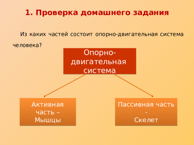 1. Проверка домашнего задания  Из каких частей состоит опорно-двигательная система человека? Опорно-двигательная система Активная часть – Пассивная часть - Мышцы Скелет 