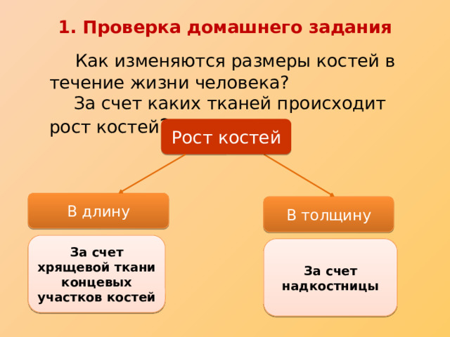 1. Проверка домашнего задания  Как изменяются размеры костей в течение жизни человека?  За счет каких тканей происходит рост костей ? Рост костей В длину В толщину В длину растут за счет хрящевых прослоек на концах диафиза (пластинки роста) В толщину растут за счет деления клеток надкостницы) За счет хрящевой ткани концевых участков костей За счет надкостницы  
