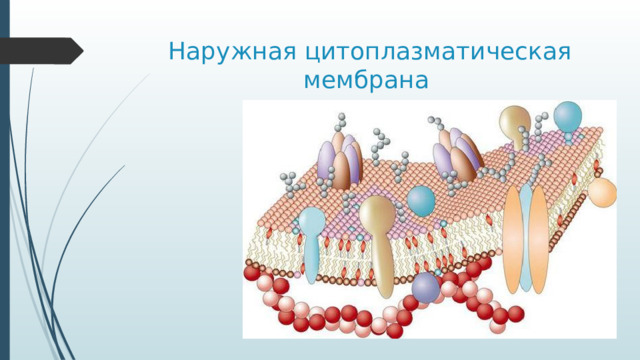 Наружная цитоплазматическая мембрана Слайд 1. Наружная цитоплазматическая мембрана имеется у всех клеток  и отграничивает содержимое цитоплазмы от внешней среды, образуя поверхность клетки и выполняя в первую очередь барьерную функцию. Поверхность живой клетки находится в непрерывном движении. На ней появляются выросты и выпячивания, она совершает колебательные движения, в ней постоянно перемещаются макромолекулы.  