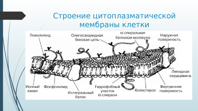 Строение цитоплазматической мембраны клетки Слайд 3. Известно, что плазматическая мембрана клетки представлена двойным слоем сложных липидов, покрывающим поверхность клетки на всем ее протяжении. Для создания липидного бислоя в ее структуру могли быть отобраны природой и включены только те молекулы липидов, которые обладают амфифильными свойствами. Этим условиям отвечают молекулы фосфолипидов и холестерола. Их свойства таковы, что одна часть молекулы (глицерольная для фосфолипидов и циклопентановая для холестерола) обладает полярными (гидрофильными) свойствами, а другая (жирнокислотные радикалы) — неполярными (гидрофобными) свойствами.  