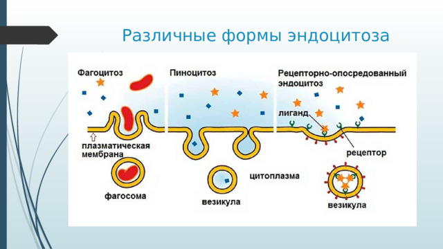 Различные формы эндоцитоза Слайд 5. Кроме выше перечисленного, химические соединения и твердые частицы могут проникать в клетку путем эндоцитоза, пино- или фагоцитоза. (Рис 5 в учебнике)    