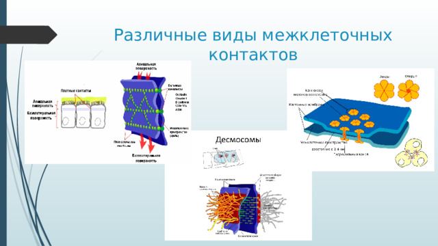 Различные виды межклеточных контактов Слайд 7. Различают несколько видов клеточных контактов: - щелевой контакт , где находится межклеточная жидкость. - Плотный контакт соединяет соседние клетки способом напоминающим стеганое одеяло, только вместо ниток крепежным материалом выступают комплексы спец белков – коннектоисомы.  - Десмосомы нгаиболее прочный. Они сформированы целым комплексом внутриклеточных и внеклеточных белков, укрепленных со стороны цитоплазмы каждой клетки нитями цитоскелета. Существуют и специальные межклеточные контакты, например синаптические взаимодействия, характерные как для животных, так и для растительных клеток.  