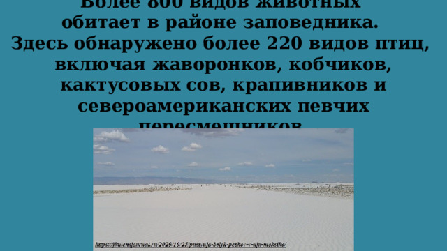 Более 800 видов животных  обитает в районе заповедника.  Здесь обнаружено более 220 видов птиц,  включая жаворонков, кобчиков, кактусовых сов, крапивников и североамериканских певчих пересмешников. 