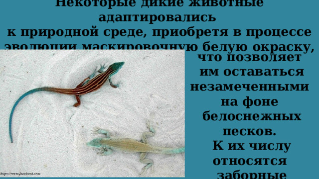 Некоторые дикие животные адаптировались  к природной среде, приобретя в процессе эволюции маскировочную белую окраску, что позволяет им оставаться незамеченными  на фоне белоснежных песков.  К их числу относятся заборные игуаны и лесные хомяки. 