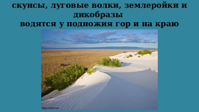 Такие представители мира фауны, как скунсы, луговые волки, землеройки и дикобразы  водятся у подножия гор и на краю пустыни.  
