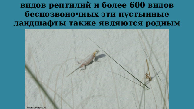 Для 7 видов земноводных, нескольких видов рептилий и более 600 видов беспозвоночных эти пустынные ландшафты также являются родным домом. 