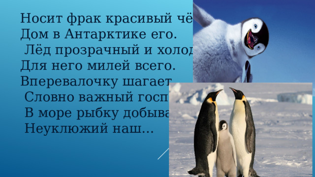 Носит фрак красивый чёрный. Дом в Антарктике его.  Лёд прозрачный и холодный Для него милей всего. Вперевалочку шагает,  Словно важный господин.  В море рыбку добывает  Неуклюжий наш…    