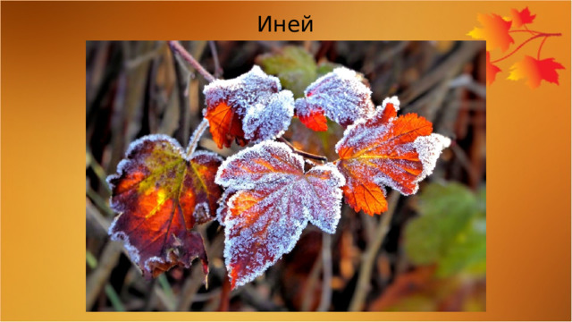Иней 