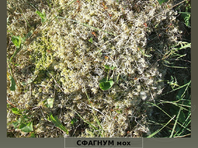 СФАГНУМ мох 