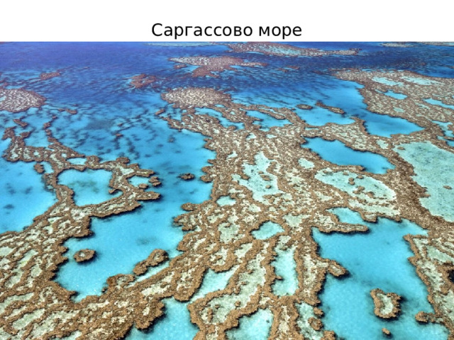 Саргассово море 
