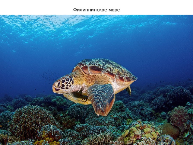 Филиппинское море 