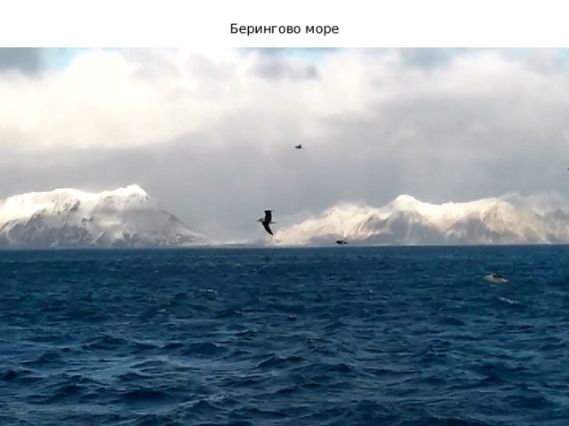 Берингово море 