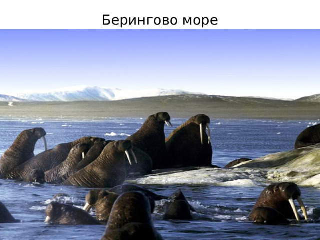 Берингово море 