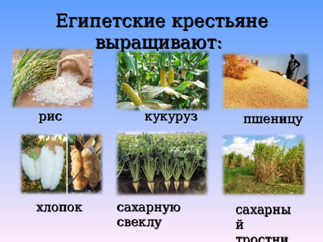 Египетские крестьяне выращивают: кукуруз  рис пшеницу хлопок сахарную свеклу сахарный тростник 