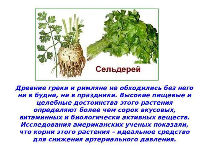 Древние греки и римляне не обходились без него ни в будни, ни в праздники. Высокие пищевые и целебные достоинства этого растения определяют более чем сорок вкусовых, витаминных и биологически активных веществ. Исследования американских ученых показали, что корни этого растения – идеальное средство для снижения артериального давления. 