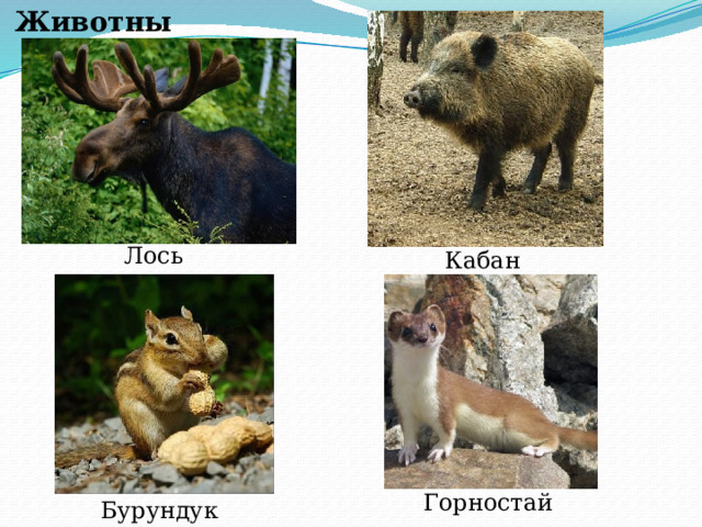 Животные Лось Кабан Горностай Бурундук 