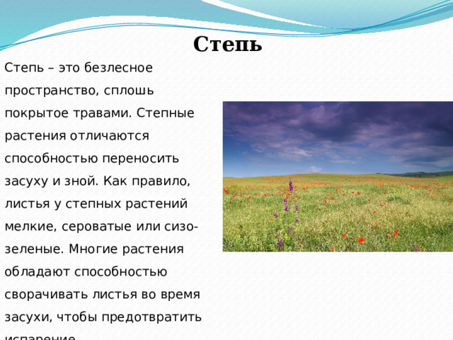 Степь Степь – это безлесное пространство, сплошь покрытое травами. Степные растения отличаются способностью переносить засуху и зной. Как правило, листья у степных растений мелкие, сероватые или сизо-зеленые. Многие растения обладают способностью сворачивать листья во время засухи, чтобы предотвратить испарение. 