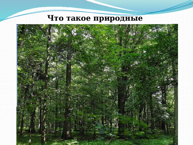 Что такое природные зоны? 