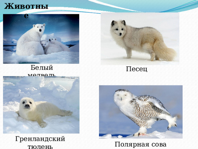 Животные Белый медведь Песец Гренландский тюлень Полярная сова 