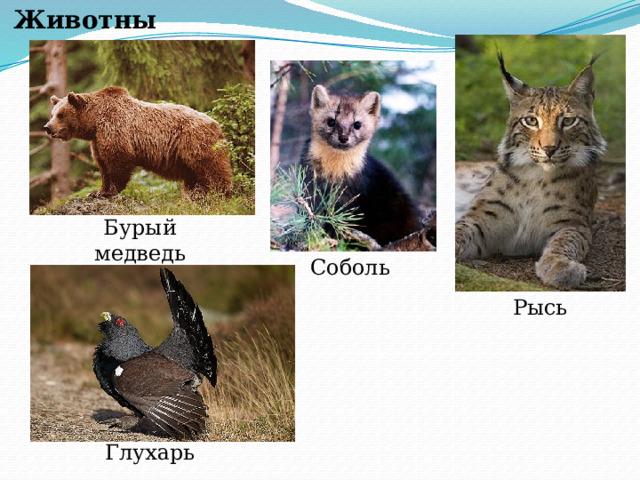 Животные Бурый медведь Соболь Рысь Глухарь 
