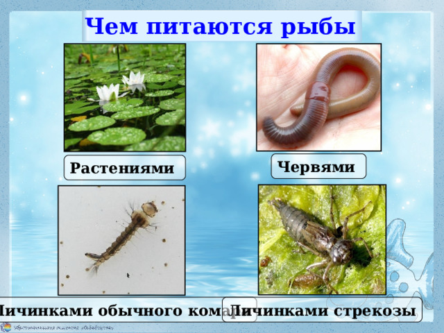 Чем питаются рыбы Червями Растениями Личинками обычного комара Личинками стрекозы 
