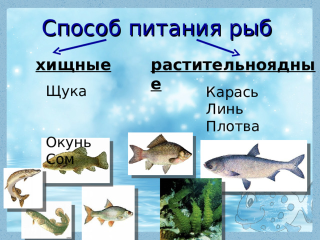 Способ питания рыб хищные растительноядные Щука Окунь Сом Карась Линь Плотва 