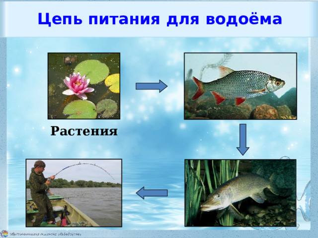 Цепь питания для водоёма Растения 14 