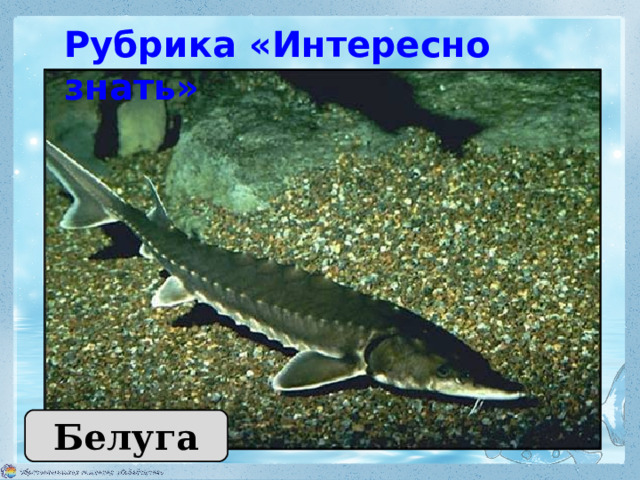 Рубрика «Интересно знать» Рыба-долгожитель — белуга. Она может жить до 100 лет. Белуга 
