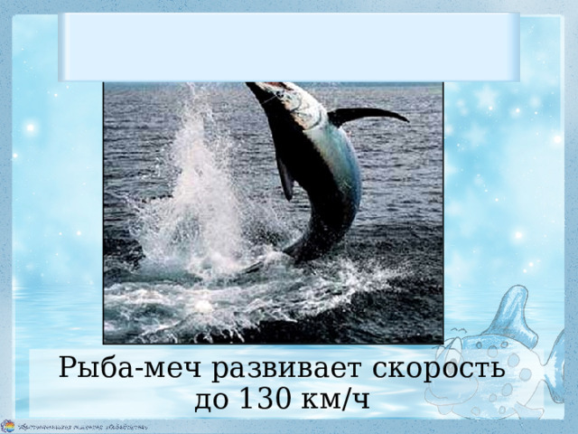  Рыба-меч развивает скорость до 130 км / ч 