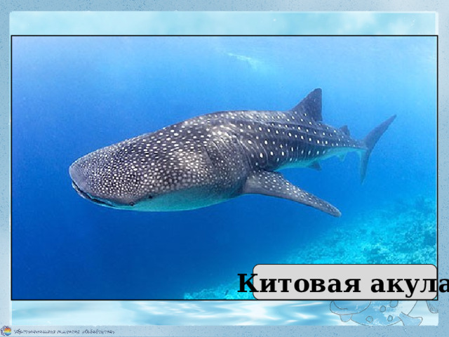 Есть рыбы-гиганты и рыбы- карлики. Самая большая рыба — китовая акула. Длина её тела достигает 20 метров, а масса —  15 тонн. Китовая акула 