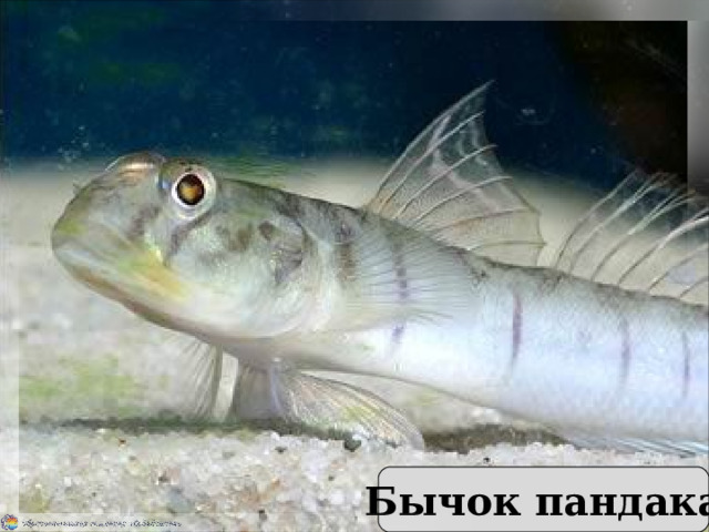 Самая маленькая рыбка — бычок пандака. Её длина около 11 мм. Бычок пандака 
