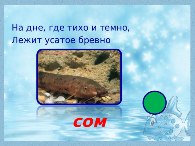 На дне, где тихо и темно, Лежит усатое бревно  сом 