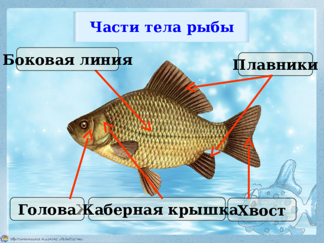 Части тела рыбы Боковая линия Плавники Жаберная крышка Голова Хвост 