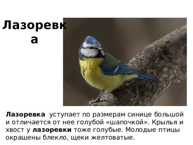 Лазоревка Лазоревка   уступает по размерам синице большой и отличается от нее голубой «шапочкой». Крылья и хвост у  лазоревки  тоже голубые. Молодые птицы окрашены блекло, щеки желтоватые. 