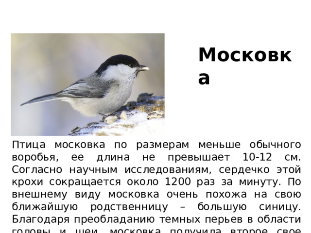 Московка Птица московка по размерам меньше обычного воробья, ее длина не превышает 10-12 см. Согласно научным исследованиям, сердечко этой крохи сокращается около 1200 раз за минуту. По внешнему виду московка очень похожа на свою ближайшую родственницу – большую синицу. Благодаря преобладанию темных перьев в области головы и шеи, московка получила второе свое название – черная синица. 