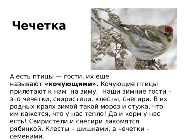 Чечетка А есть птицы — гости, их еще называют  «кочующими».  Кочующие птицы прилетают к нам на зиму. Наши зимние гости – это чечетки, свиристели, клесты, снегири. В их родных краях зимой такой мороз и стужа, что им кажется, что у нас тепло! Да и корм у нас есть! Свиристели и снегири лакомятся рябинкой. Клесты – шишками, а чечетки – семенами. 