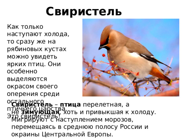 Свиристель Как только наступают холода, то сразу же на рябиновых кустах можно увидеть ярких птиц. Они особенно выделяются окрасом своего оперения среди остального птичьего царства. Это свиристель! Свиристель  –  птица  перелетная, а не  зимующая , хоть и привыкшая к холоду. Мигрируют с наступлением морозов, перемещаясь в среднюю полосу России и окраины Центральной Европы. 