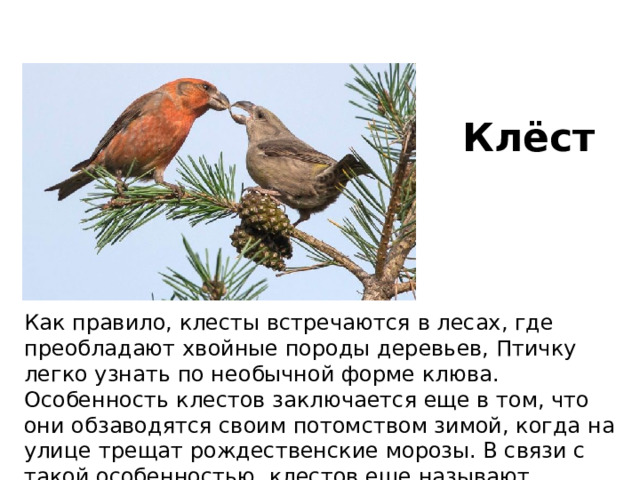 Клёст Как правило, клесты встречаются в лесах, где преобладают хвойные породы деревьев, Птичку легко узнать по необычной форме клюва. Особенность клестов заключается еще в том, что они обзаводятся своим потомством зимой, когда на улице трещат рождественские морозы. В связи с такой особенностью, клестов еще называют рождественскими птицами. 