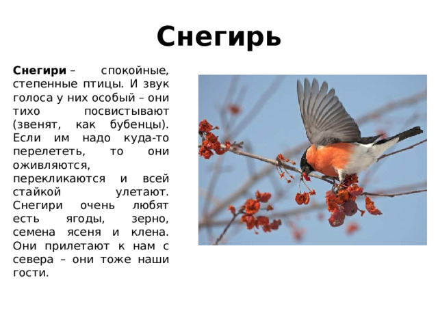 Снегирь Снегири  – спокойные, степенные птицы. И звук голоса у них особый – они тихо посвистывают (звенят, как бубенцы). Если им надо куда-то перелететь, то они оживляются, перекликаются и всей стайкой улетают. Снегири очень любят есть ягоды, зерно, семена ясеня и клена. Они прилетают к нам с севера – они тоже наши гости. 