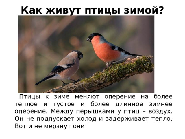 Как живут птицы зимой?    Птицы к зиме меняют оперение на более теплое и густое и более длинное зимнее оперение. Между перышками у птиц – воздух. Он не подпускает холод и задерживает тепло. Вот и не мерзнут они! 