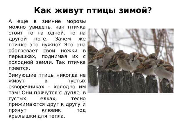 Как живут птицы зимой?   А еще в зимние морозы можно увидеть, как птичка стоит то на одной, то на другой ноге. Зачем же птичке это нужно? Это она обогревает свои ножки в перышках, поднимая их с холодной земли. Так птичка греется. Зимующие птицы никогда не живут в пустых скворечниках – холодно им там! Они прячутся с дупле, в густых елках, тесно прижимаются друг к другу и прячут клювик под крылышки для тепла. 