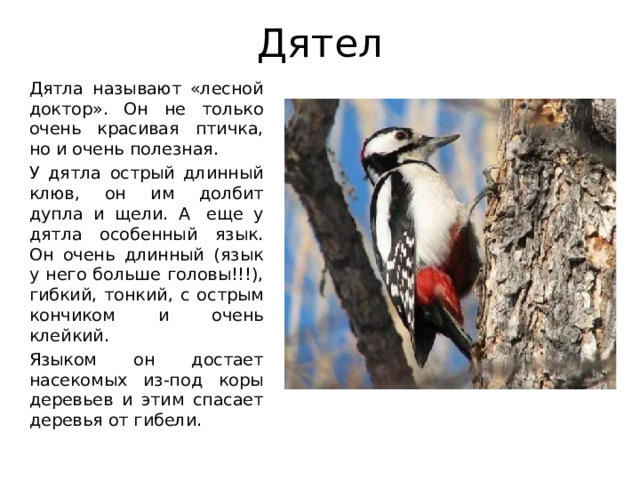 Дятел Дятла называют «лесной доктор». Он не только очень красивая птичка, но и очень полезная. У дятла острый длинный клюв, он им долбит дупла и щели. А  еще у дятла особенный язык. Он очень длинный (язык у него больше головы!!!), гибкий, тонкий, с острым кончиком и очень клейкий. Языком он достает насекомых из-под коры деревьев и этим спасает деревья от гибели. 